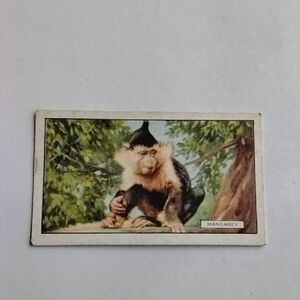 Gallaher Wild Animals #23 Mangabey 1937 Cigarette Card (CC38)